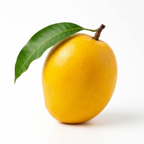 Mangue